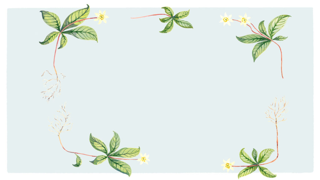 Songs of the Chickweed Wintergreen